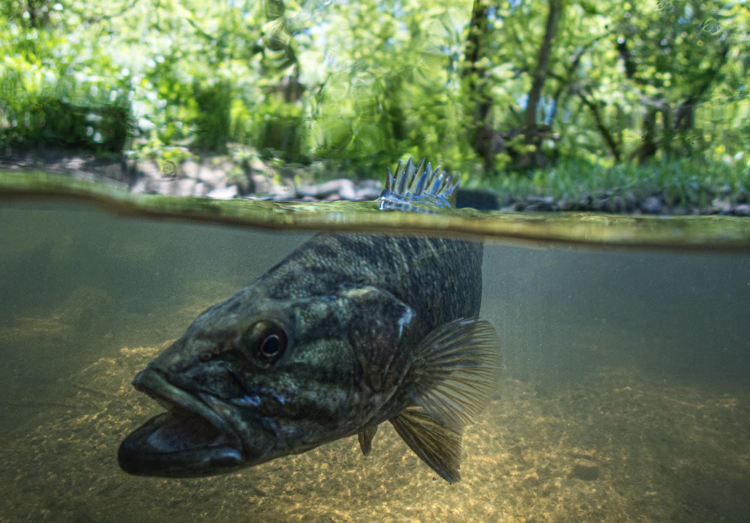 3 Tips for Catching Peacock Bass in Florida’s Canals — Fly Life Media